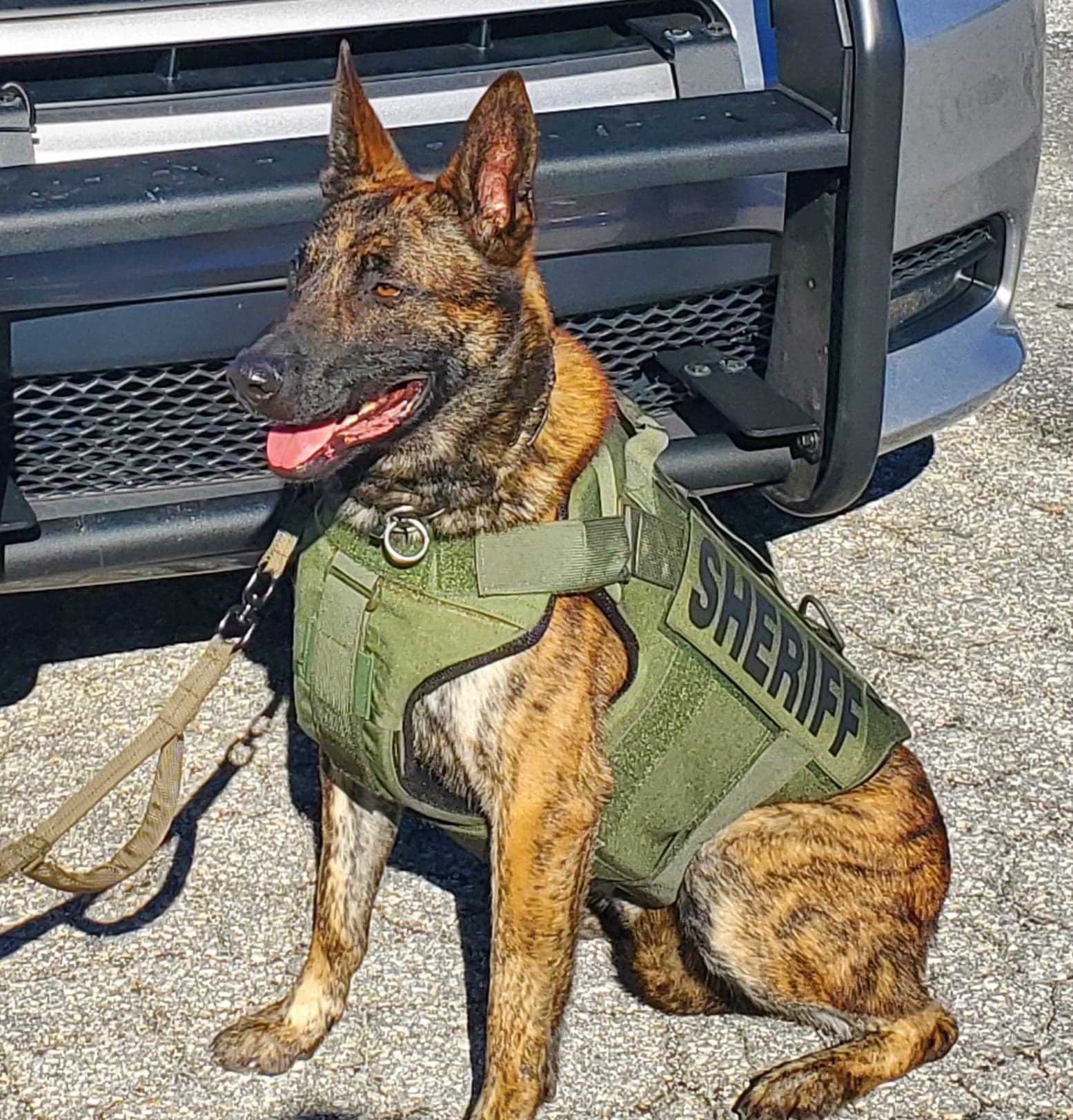 Kivo sits in Riverside Park showing off his new bulletproof vest. (Photo submitted)