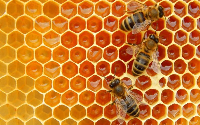 honeybees