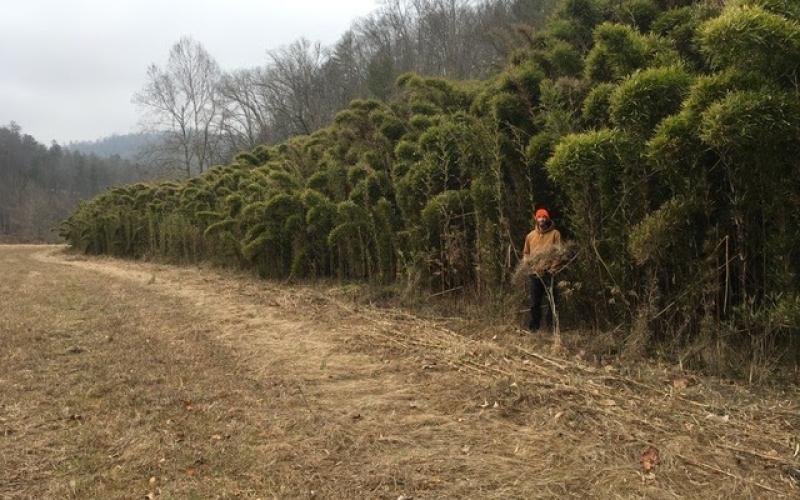 Felix Stith in front of an extremely rare canebrake over 20 feet tall in Western North Carolina. (Submitted)