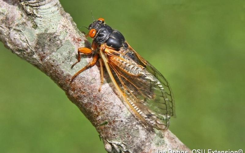 Cicada