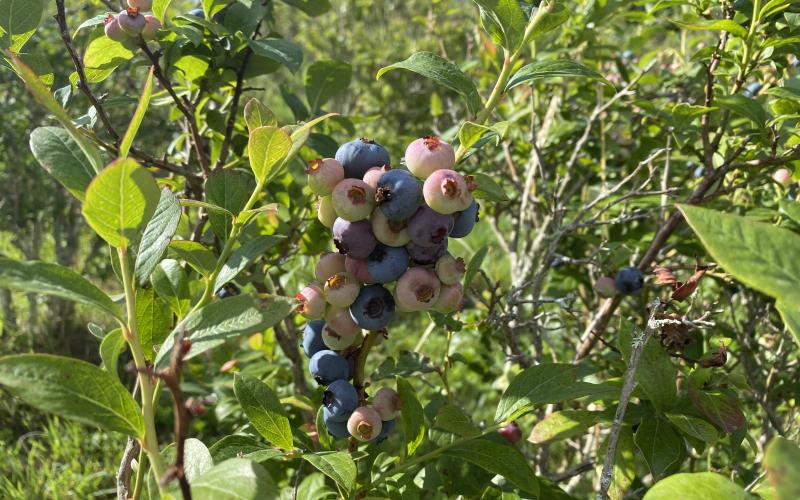 Blueberry Heaven in Bakersville is ready for business again. 