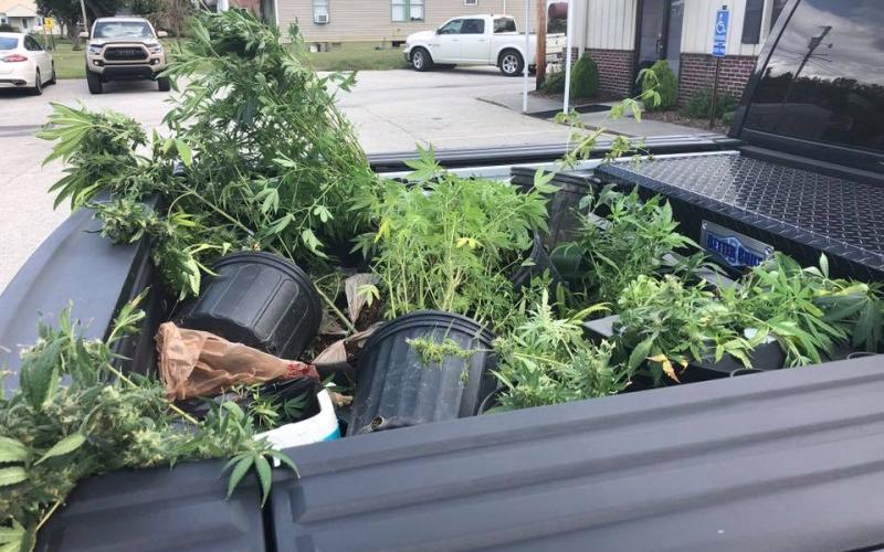 Marijuana seizure