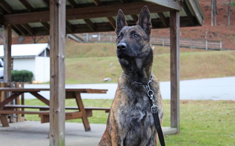 Kivo, the newest K-9 Unit dog for the Mitchell County Sheriff’s Department, sits in Riverside Park and listens carefully for the next instructions from his handler, Lieutenant Jesse English. Kivo replaces Oscar, who served as the K-9 Unit dog for 10 years. Oscar now lives with English. (MNJ photo/Juliana Walker)