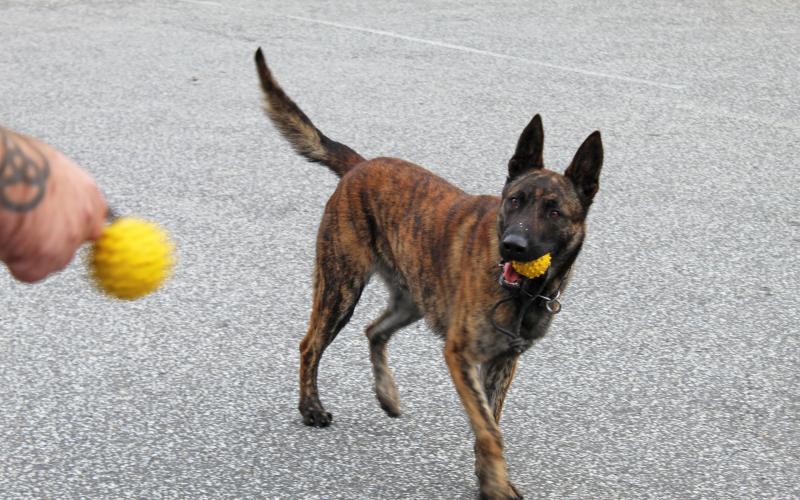 Kivo watches his handler Jesse English carefully as toys are on the line. Kivo has been the Mitchell County Sheriff’s Department K-9 Unit dog for several months but as he settles in, taking time to play once in a while is an important part of his life. (MNJ photo/Juliana Walker)