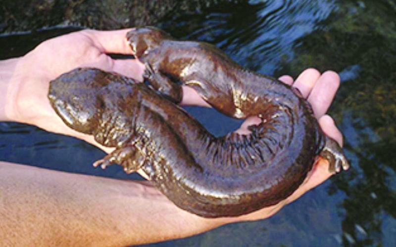 Photo/USFS.  Hurricane Helene wreaked havoc on the Hellbender’s habitat.