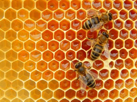 honeybees