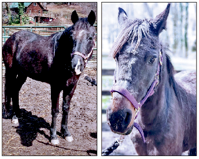 Horses