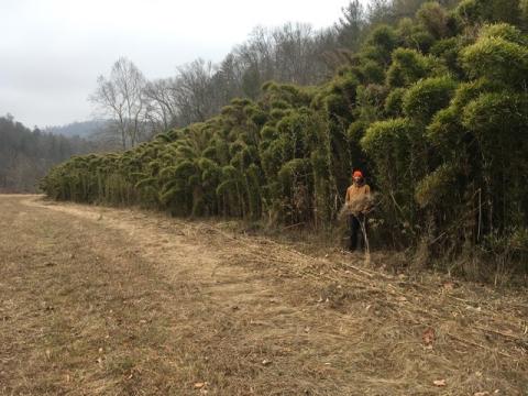 Felix Stith in front of an extremely rare canebrake over 20 feet tall in Western North Carolina. (Submitted)