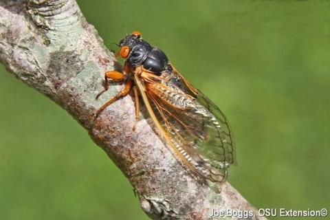 Cicada