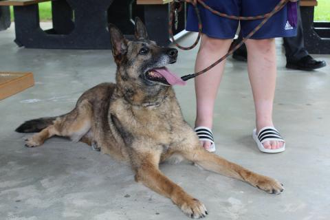 Oscar the K-9 Dog