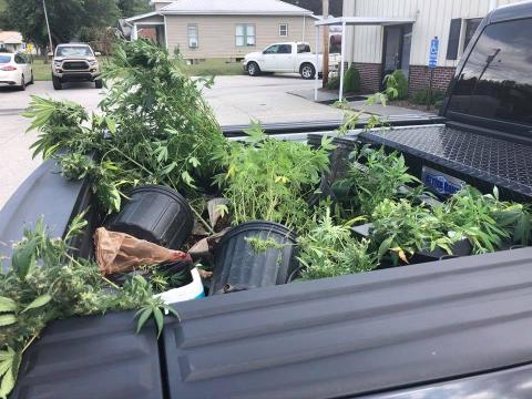 Marijuana seizure 