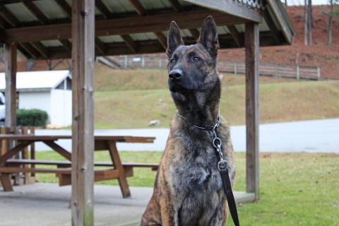 Kivo, the newest K-9 Unit dog for the Mitchell County Sheriff’s Department, sits in Riverside Park and listens carefully for the next instructions from his handler, Lieutenant Jesse English. Kivo replaces Oscar, who served as the K-9 Unit dog for 10 years. Oscar now lives with English. (MNJ photo/Juliana Walker)