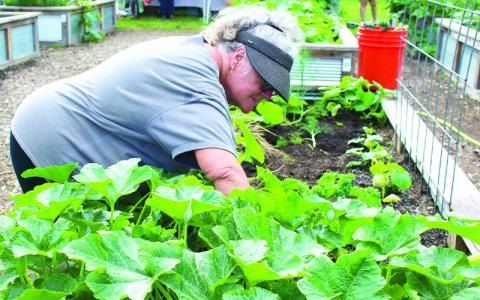 MNJ photo/Mariel Williams. Volunteer Diane Proeschel pulls old kale stems out of Mitchell Giving Gardens. “They’re past their usefulness,” Proeschel said. Proeschel has been volunteering at the garden in Riverside Park for three years.