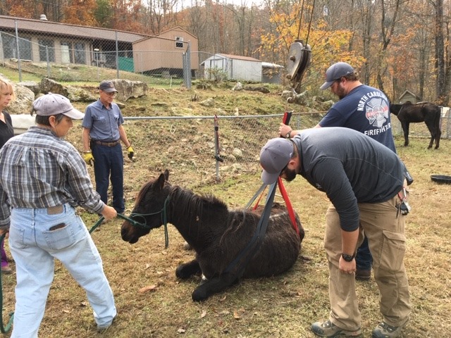 One of the horses rescued in a recent animal abuse case collapsed this past week, and members of Bakersville Fire and Rescue, the sheriff’s office and Mitchell County Emergency Management used the boom truck belonging to Young’s Fuel to get the horse back on her feet using a harness. (Submitted)