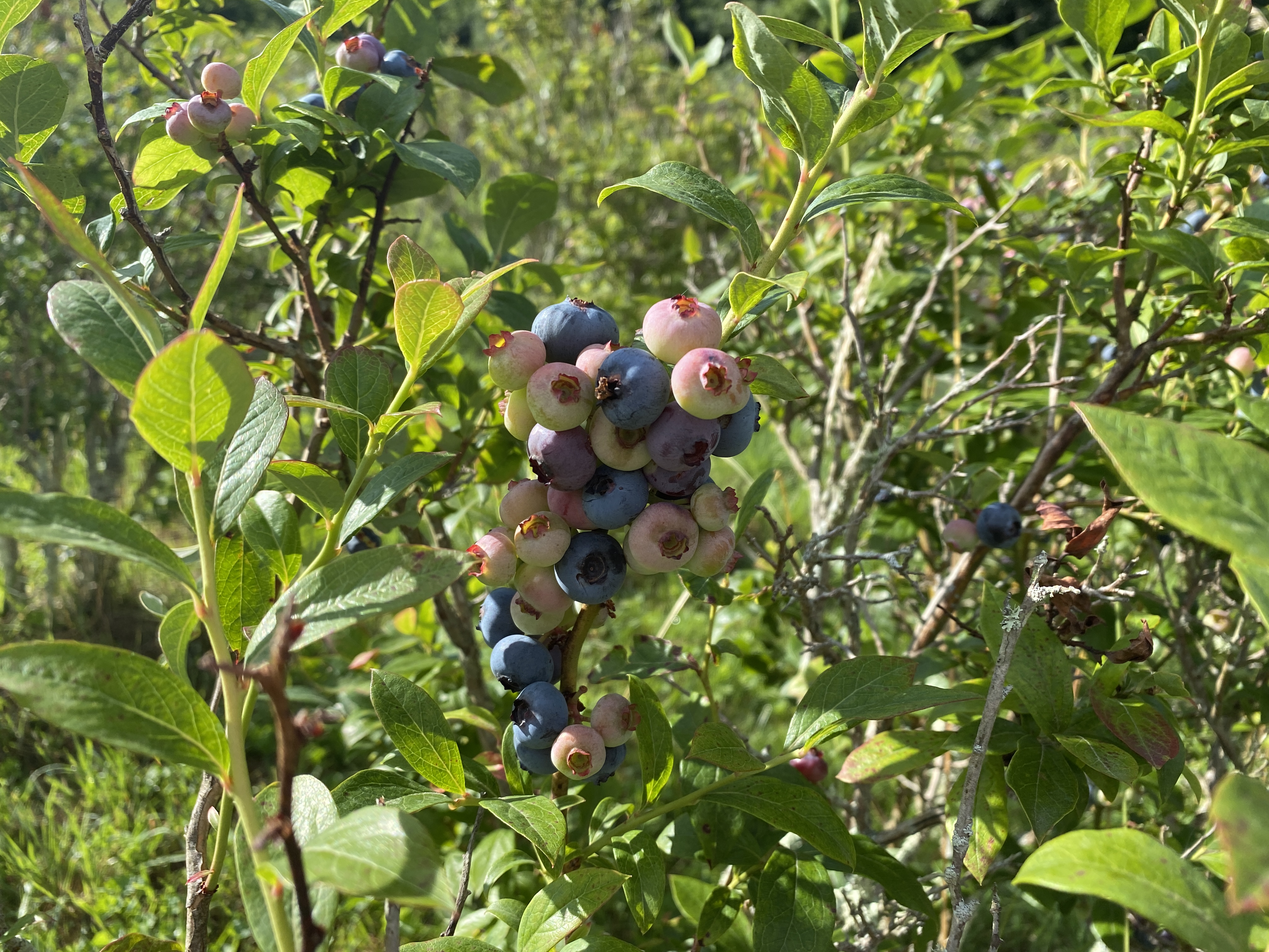 Blueberry Heaven in Bakersville is ready for business again. 