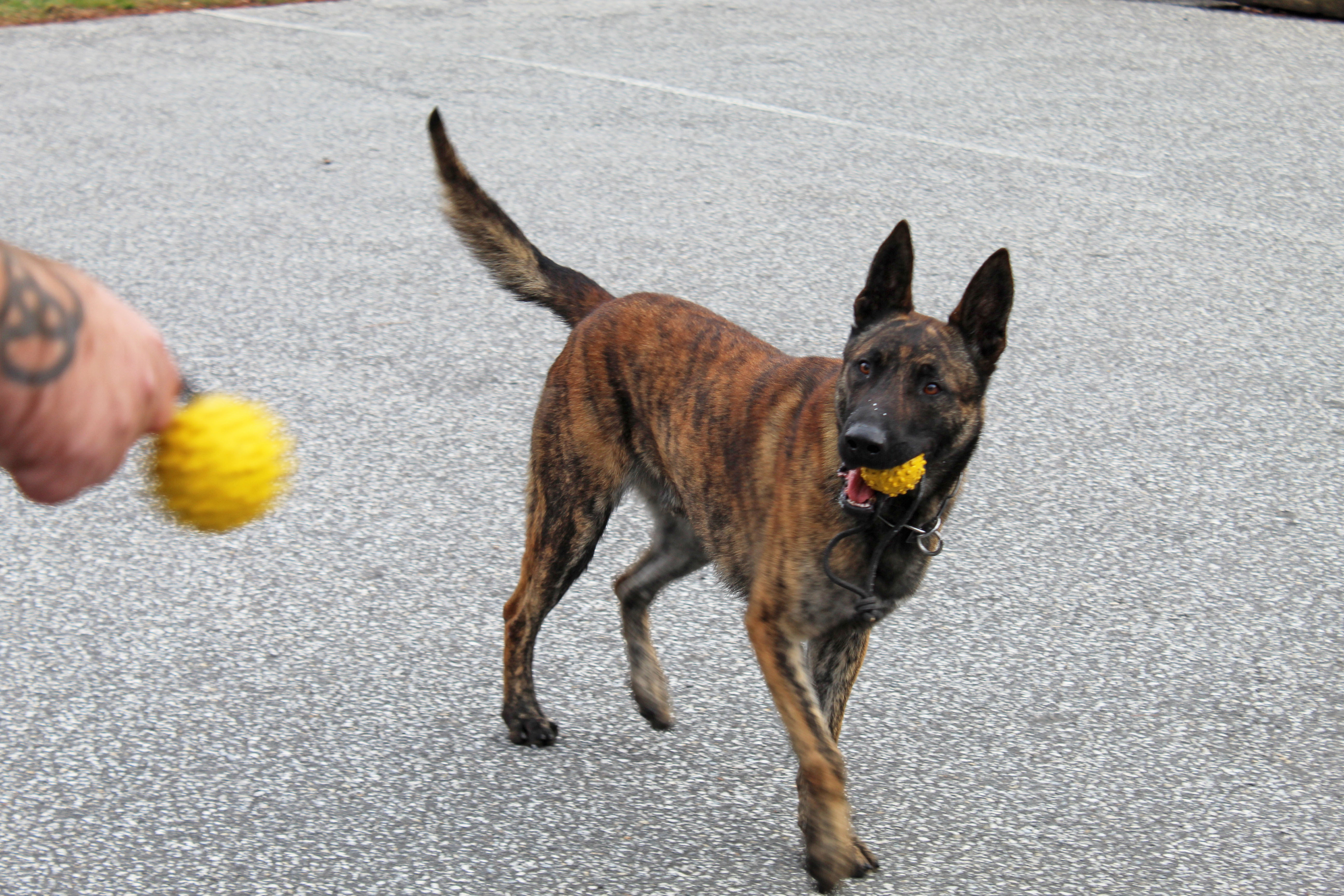 Kivo watches his handler Jesse English carefully as toys are on the line. Kivo has been the Mitchell County Sheriff’s Department K-9 Unit dog for several months but as he settles in, taking time to play once in a while is an important part of his life. (MNJ photo/Juliana Walker)