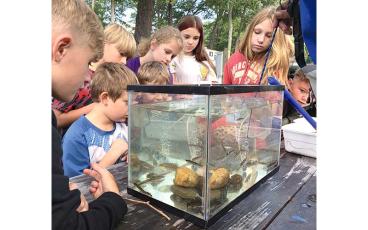 Submitted photo - Students get a close up view of shinners, darters, sculpin, stone rollers, chubs, trout, and bass. 